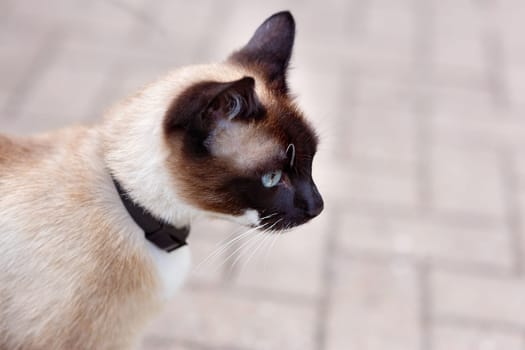 Muzzle of a Siamese cat with blue eyes in profile, alert look