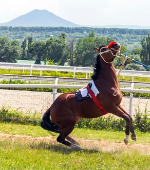 Before horse race on prize Ogranichitelni on hippodrome.