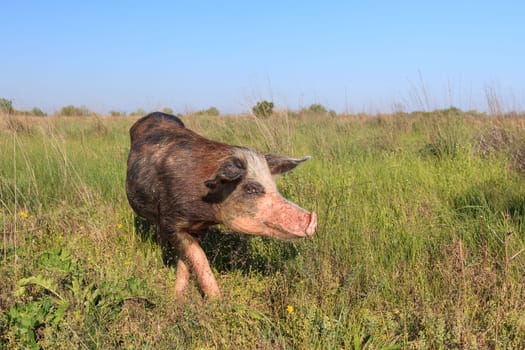 pig on a meadow. Danube Delta, Romania