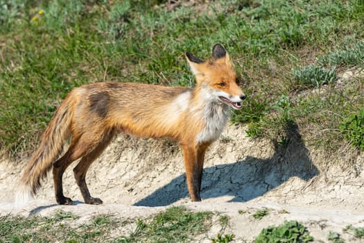 Old skinned skinny fox on the walkway