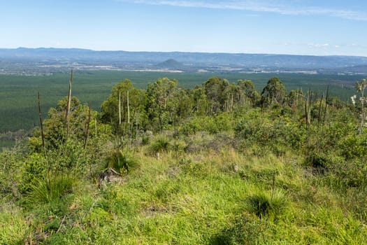 View from the summit of Mount Beerburrum with a number of native Grasstree, Xanthorrhoea latifolia with flowers, in the foreground, Glass House Mountains, Australia