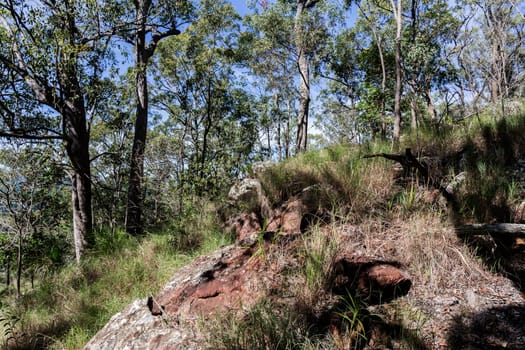 Mount Beerburrum is the fourth highest peak in the Glass House Mountains. Kagaroo grass Thermeda triandra and flat-leaved grasstree Xanthorrhoea latifolia feature in the woodland understorey.
