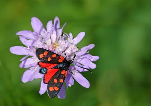 Common blood droplet or six-spotted red ram Zygaena filipendulae from Hazelschacher Buck in the Kaiserstuhl