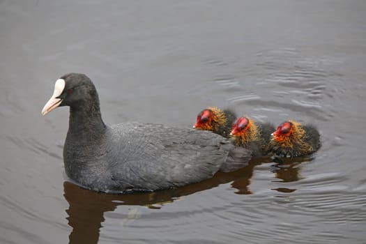 Hanging on Mother's Skirt – Coot with Chicks from Federsee