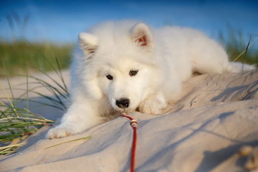 White puppy samoyed husky lying on the sand in the dunes, in the rays of the evening sun