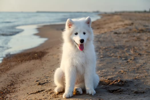 White puppy samoyed husky lying near the sea on the sand in the rays of sunset