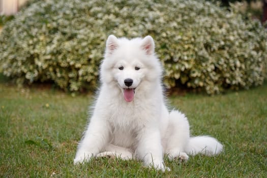 White puppy Samoyed husky sitting on a green lawn