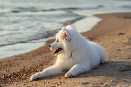 White puppy samoyed husky lying near the sea on the sand in the rays of sunset