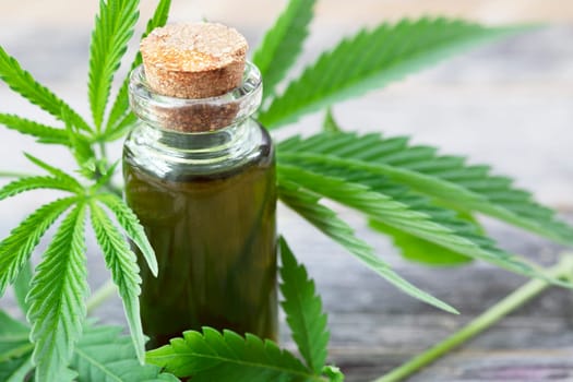 Cannabis oil surrounded by cannabis leaves.