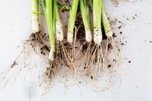 Spring onions with roots and dirt, freshly picked from the ground.