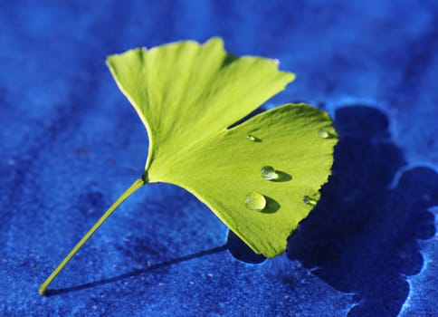 Ginkgo leaf with water drops in the water for wellbeing, health and nature.