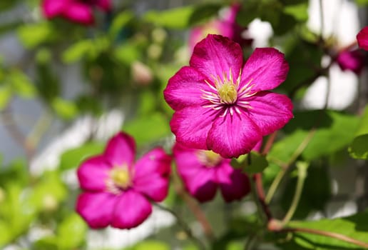 Magenta Clematis flowers as a blind at the rainwater pipe.