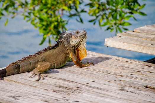An iguana sunbathing at Miami, Florida