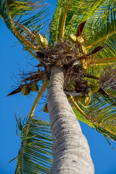 Palm tree and blue sky from low angle