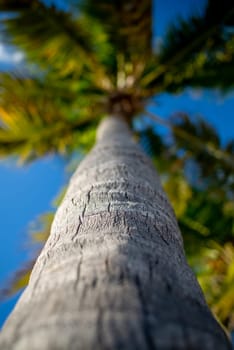 Palm tree and blue sky from low angle