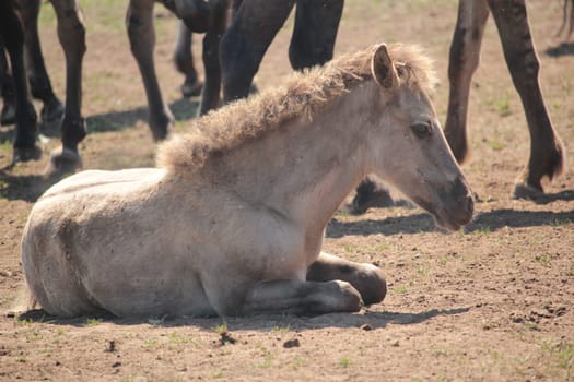 wild horses in Dülmen (Germany)