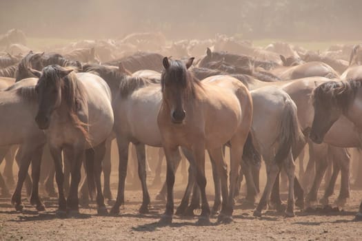wild horses in Dülmen (Germany)