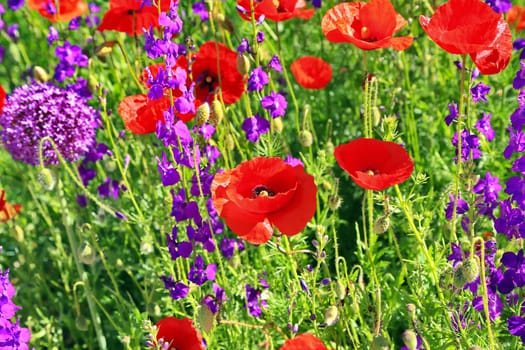 a beautiful colorful flower meadow with poppies