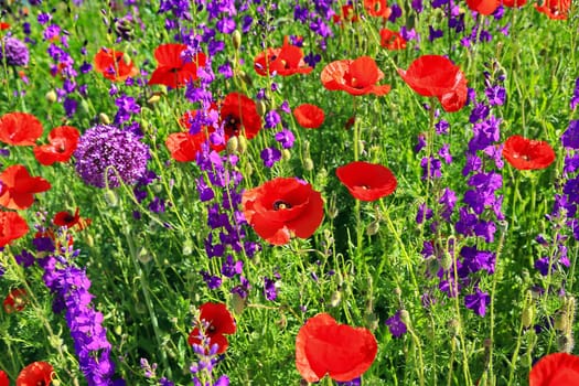 a beautiful colorful flower meadow with poppies
