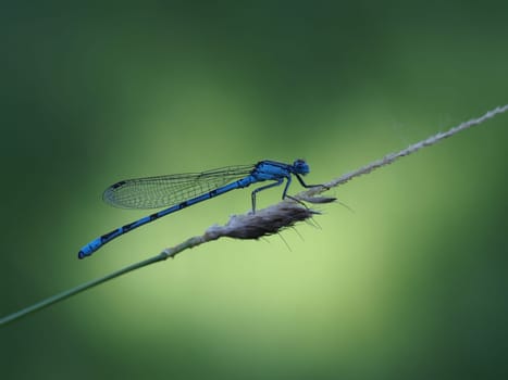 horseshoe azure bridesmaid