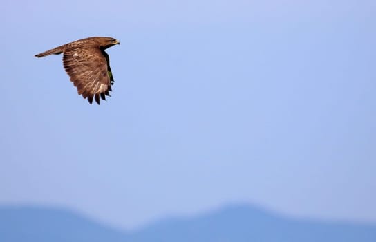 Buzzard Buteo buteo in flight