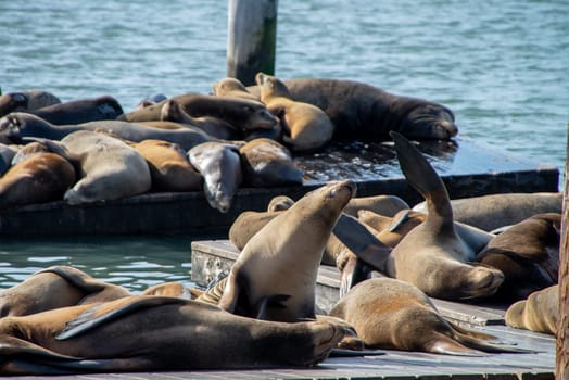 Many sea lions on Pier 39 in San Francisco, California, USA. Symbol of american city and tourist attraction. On rainy day with fog.