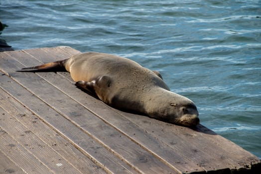 Sea lion on Pier 39 in San Francisco, California, USA. Symbol of american city and tourist attraction. On rainy day with fog.