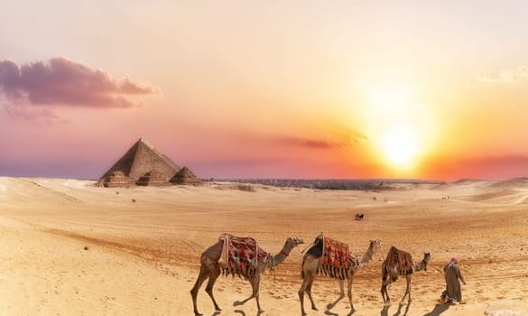 Giza desert scenery with Pyramids and camels at sunset.