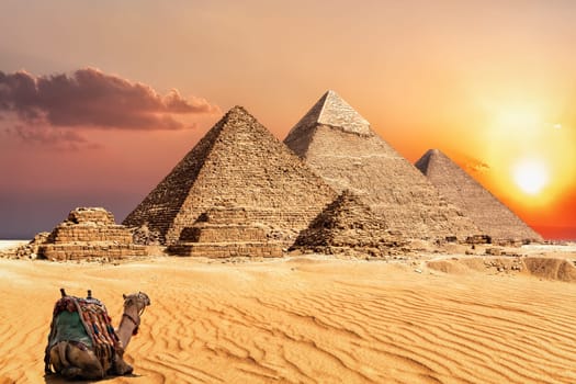 A camel watching the sunset in the desert near the Pyramids of Giza, Egypt.