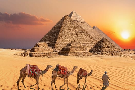 Bedouin with camels in the sunset desert in front of the famous Pyramids of Giza.