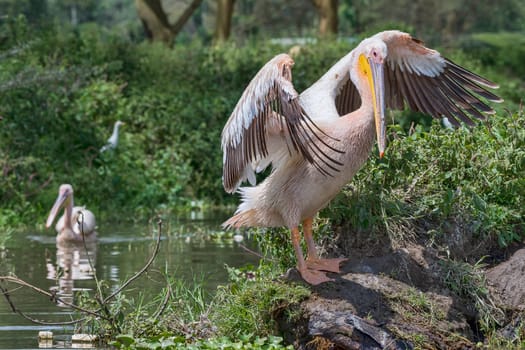 Pink pelicans (Pelecanus onocrotalus),Lake Naivasha National Park,Kenya,Africa