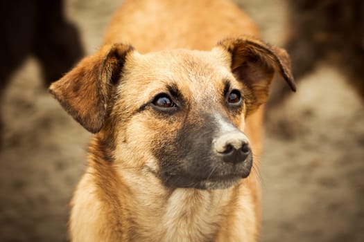 Close-up animal portrait of brown dog on brown background.