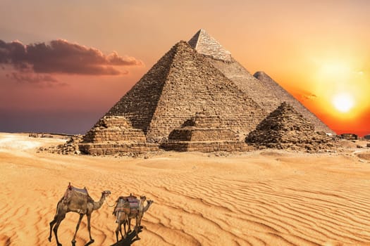 Camel caravan near the Giza Pyramids of Egypt.