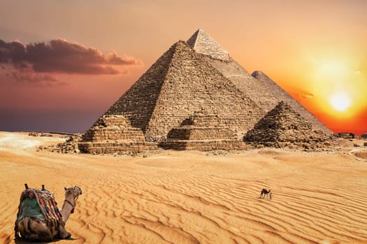 Camels in the sunset desert in front of the famous Pyramids of Giza.