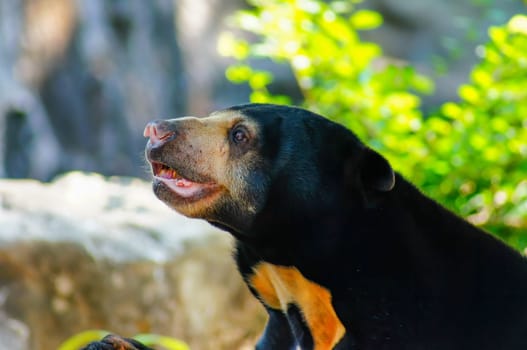 Malayan sun bear or Honey bear, it's a black and  mouth is yellow, hairy, looking at something