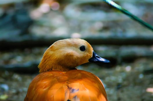 Ruddy shelduck with orange wings walking on the ground, looking right