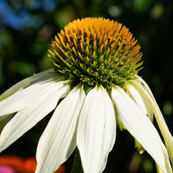 Coneflower (Echinacea purpurea), flowers of summer
