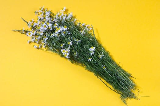 Bouquet of Freshly Picked Camomile Flowers On Yellow Background