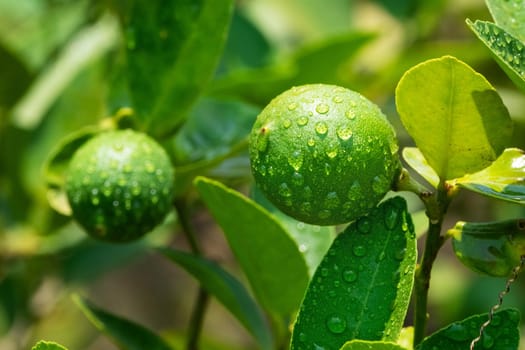 Lime On Tree, close up of tropical citrus fruit with water drops