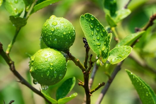 Lime On Tree, close up of tropical citrus fruit with water drops
