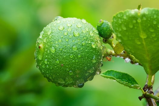 Lime On Tree, close up of tropical citrus fruit with water drops