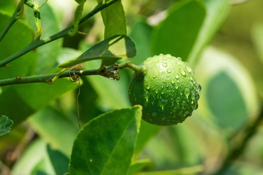Lime On Tree, close up of tropical citrus fruit with water drops