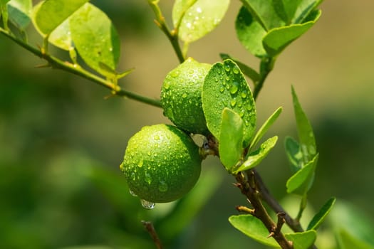 Lime On Tree, close up of tropical citrus fruit with water drops