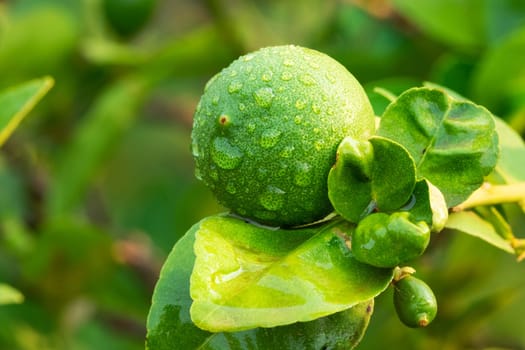 Lime On Tree, close up of tropical citrus fruit with water drops