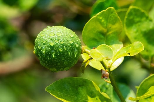 Lime On Tree, close up of tropical citrus fruit with water drops
