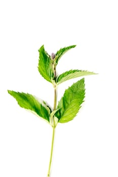Organic Mint leaves isolated on white background