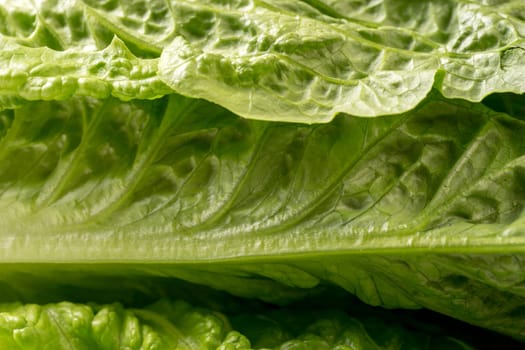 leaf of lettuce close up and background