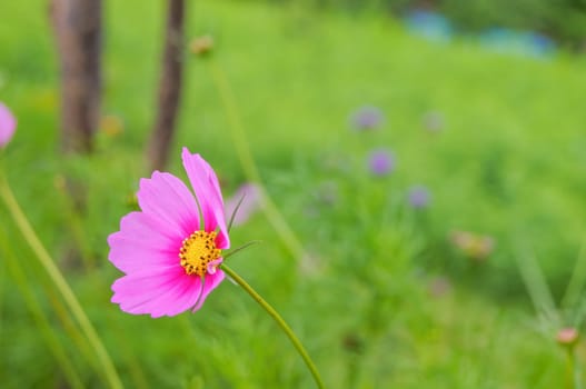 Cosmos flowers, pink petals, yellow pollen on a green background