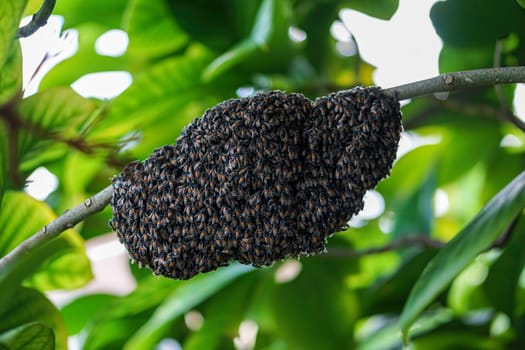 The bee is building a nest .It builds a nest on branches.
