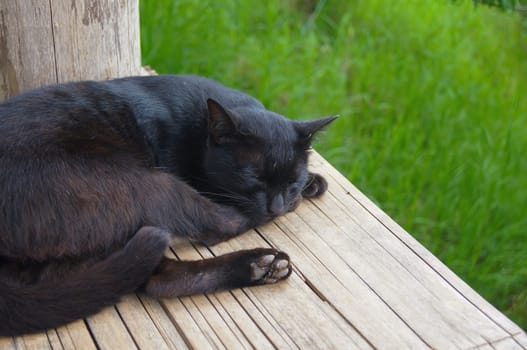 The black cat slept on the yellow wooden litter. There is a  green grass background